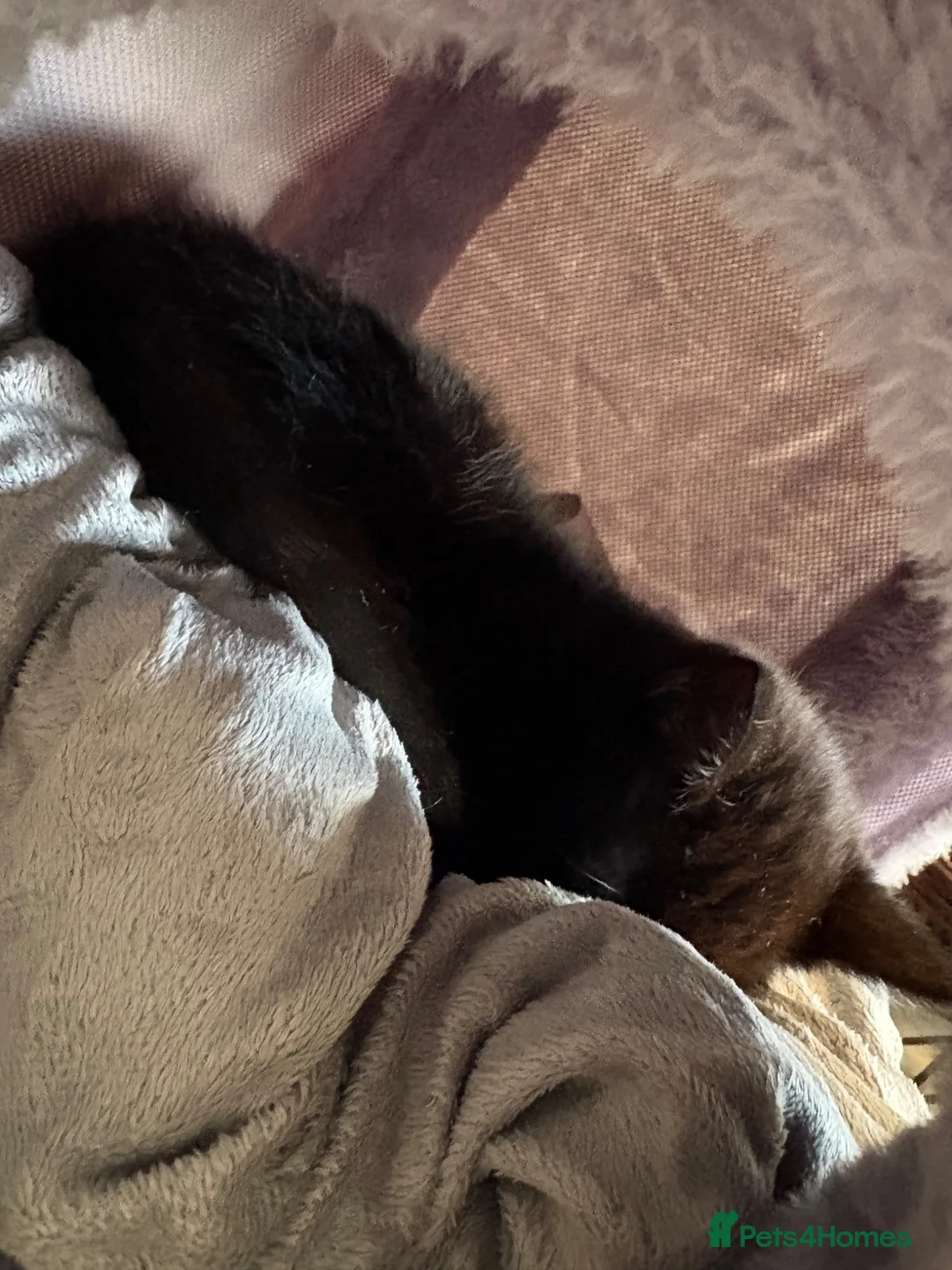 British Shorthair cats for sale: Darling Sush  in Worcester - Advert 2