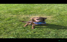 Labradoodle dogs for sale: labradoodle Male  - Image 1