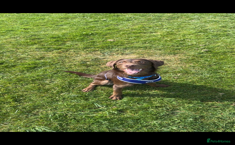 Labradoodle dogs - Advert 1