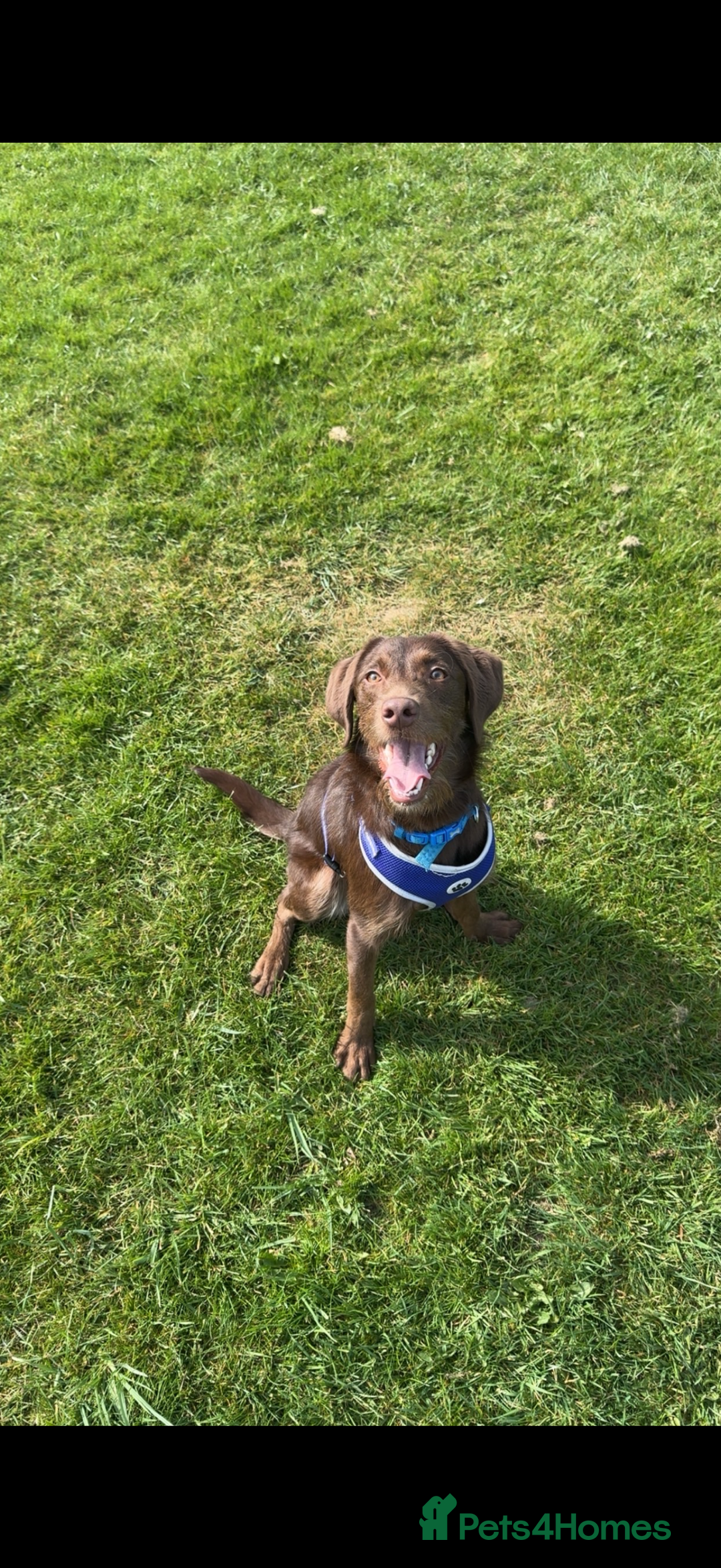 Labradoodle dogs for sale: labradoodle Male  - Image 1