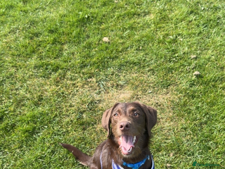 Labradoodle dogs for sale - Advert 1