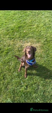 Labradoodle dogs - Advert 1