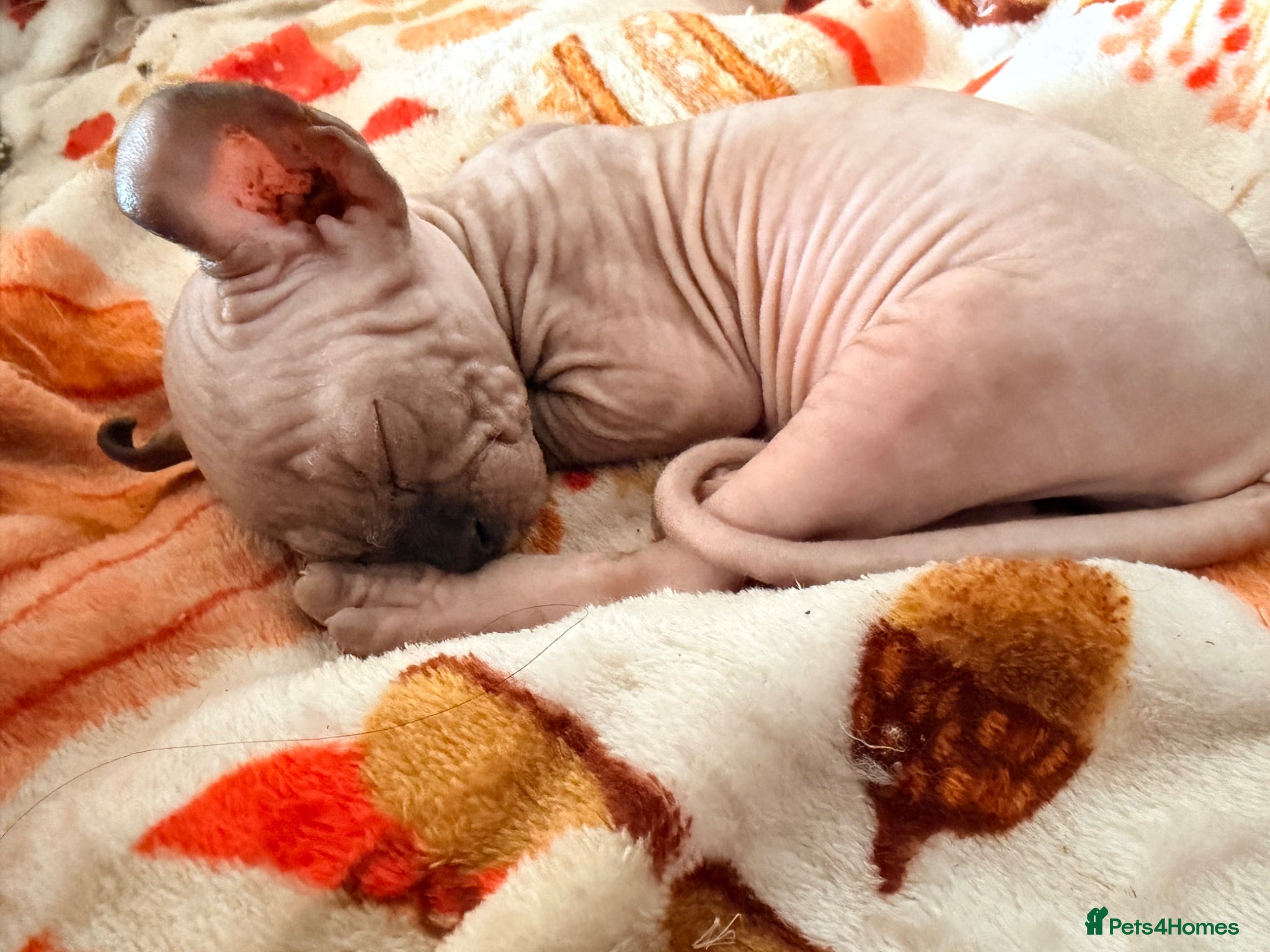 Sphynx cats All girls Sphynx kittens - Advert 9
