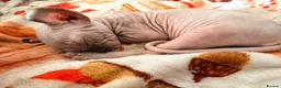 Sphynx cats for sale: Ready now Sphynx kittens - Advert 25