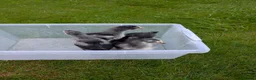 Chickens poultry for sale: 3 week old chicks  in Knaresborough - Advert 7