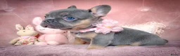 French Bulldog dogs for sale: 🧸LILAC PUPPIES🧸 - Advert 1