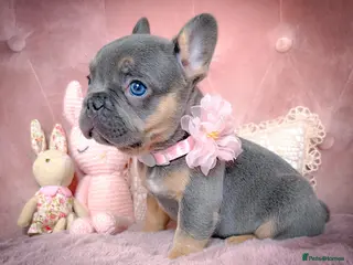 French Bulldog dogs 🧸LILAC PUPPIES🧸 - Advert 3