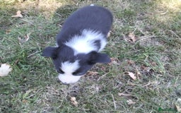 Border Collie dogs for sale: Adorable Border collie pups - Image 11