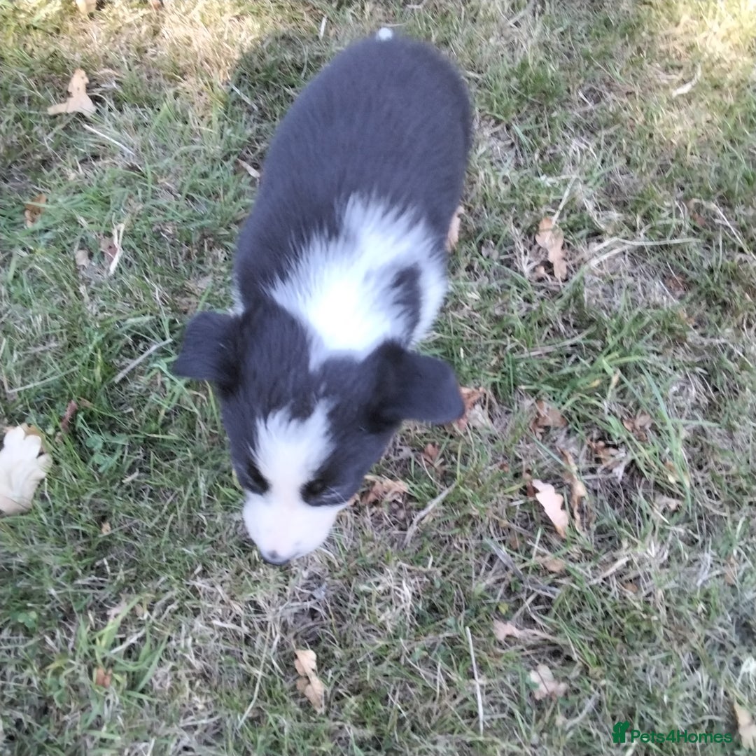 Border Collie dogs for sale: Adorable Border collie pups - Image 11