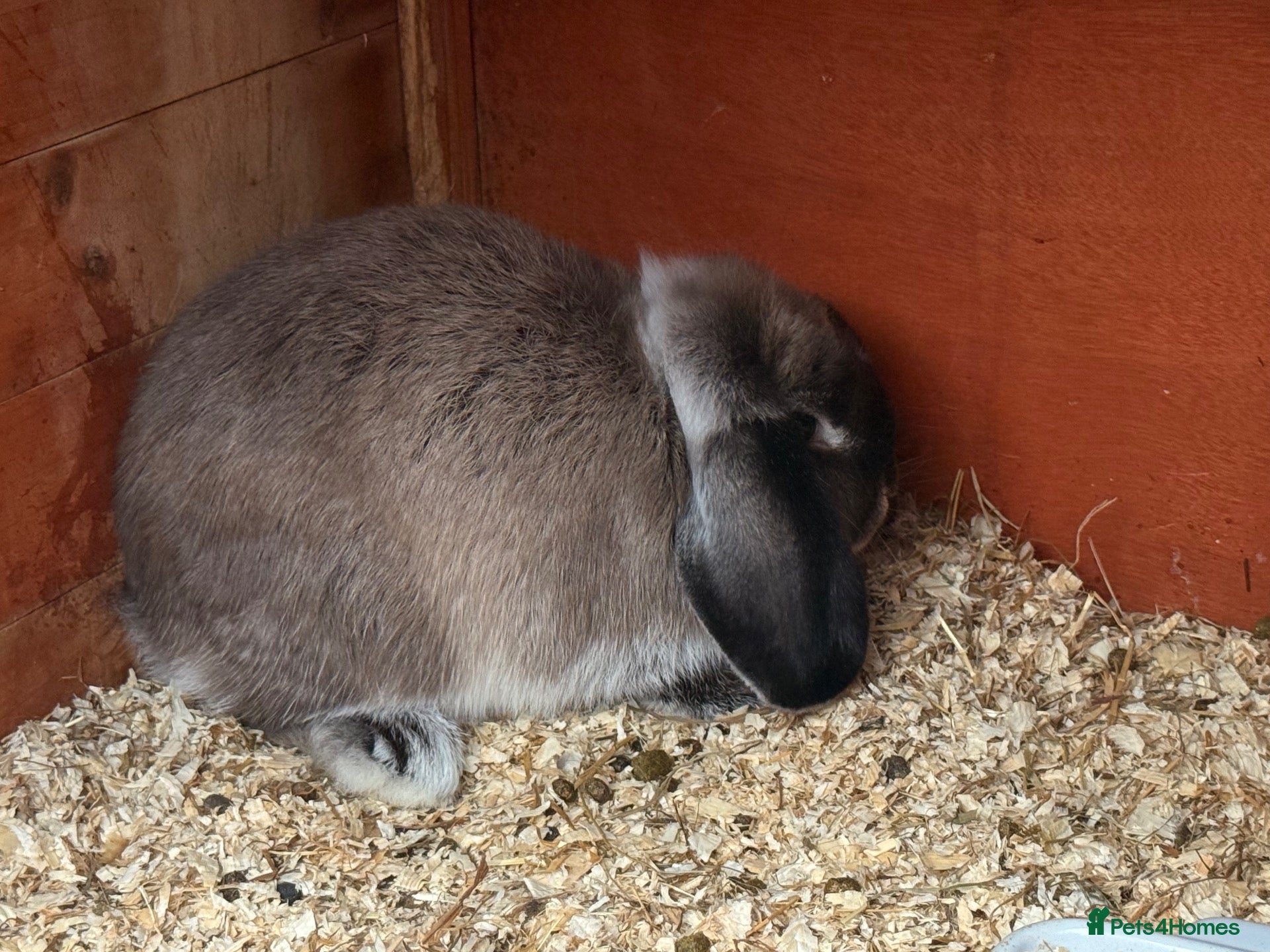 Mini Lop rabbits Mini lops 9 weeks old male and female - Advert 1