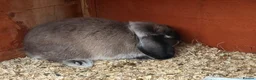 Mini Lop rabbits for sale: Mini lops 9 weeks old male and female in Cardiff - Advert 1