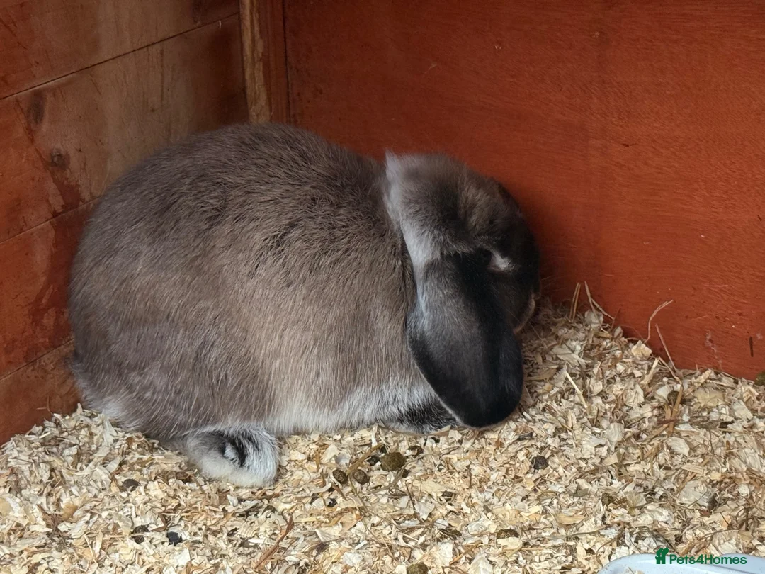 Mini Lop rabbits for sale: Mini lops 9 weeks old male and female in Cardiff - Advert 1