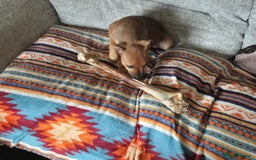 Staffordshire Bull Terrier dogs for sale: Staffordshire bull terrier pups - Image 20