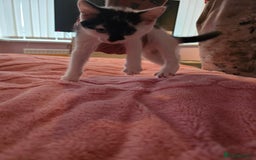 British Longhair cats for sale: Ready for their forever homes!! - Image 6