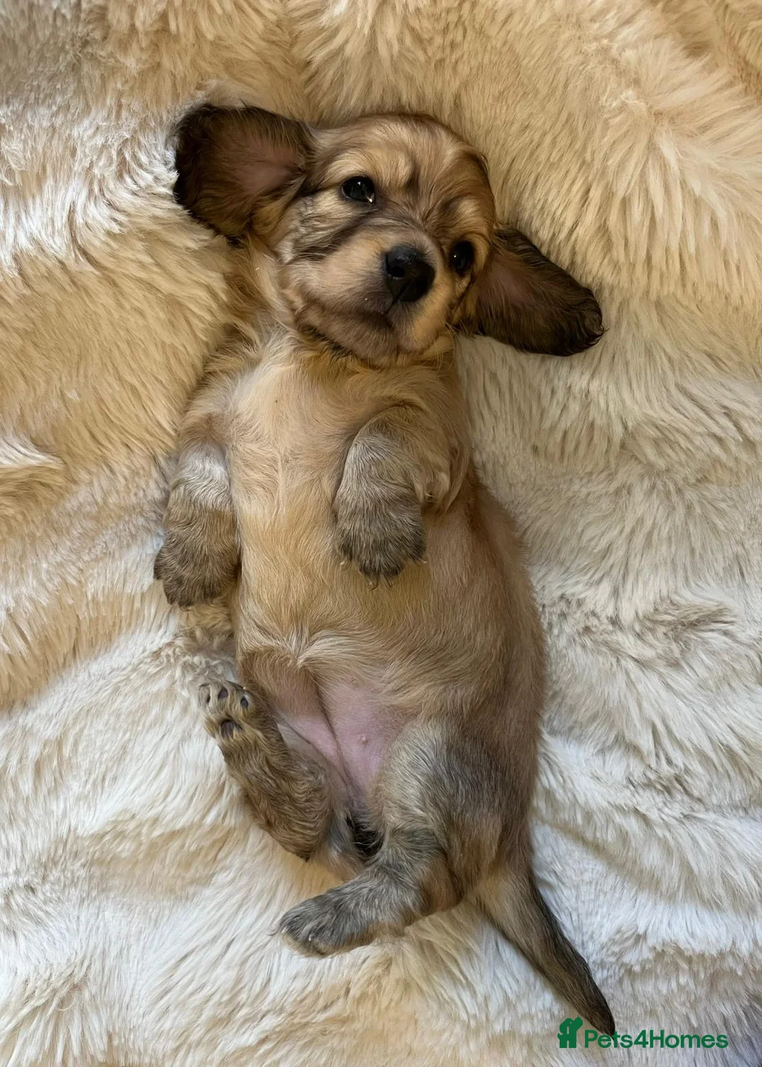 Miniature Dachshund dogs for sale: Longhaired English Cream Minature Dachshunds - Advert 11