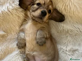 Miniature Dachshund dogs Longhaired English Cream Miniature Dachshunds - Advert 16