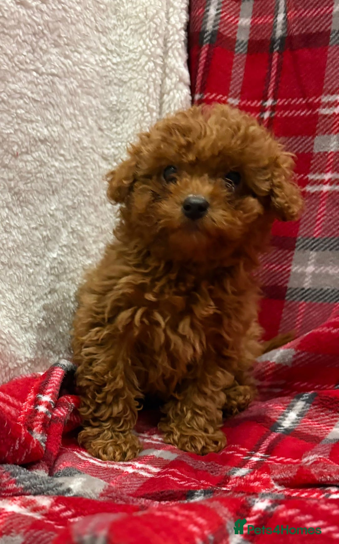 Cockapoo dogs for sale: Beautiful Cockerpoo puppies - Advert 3