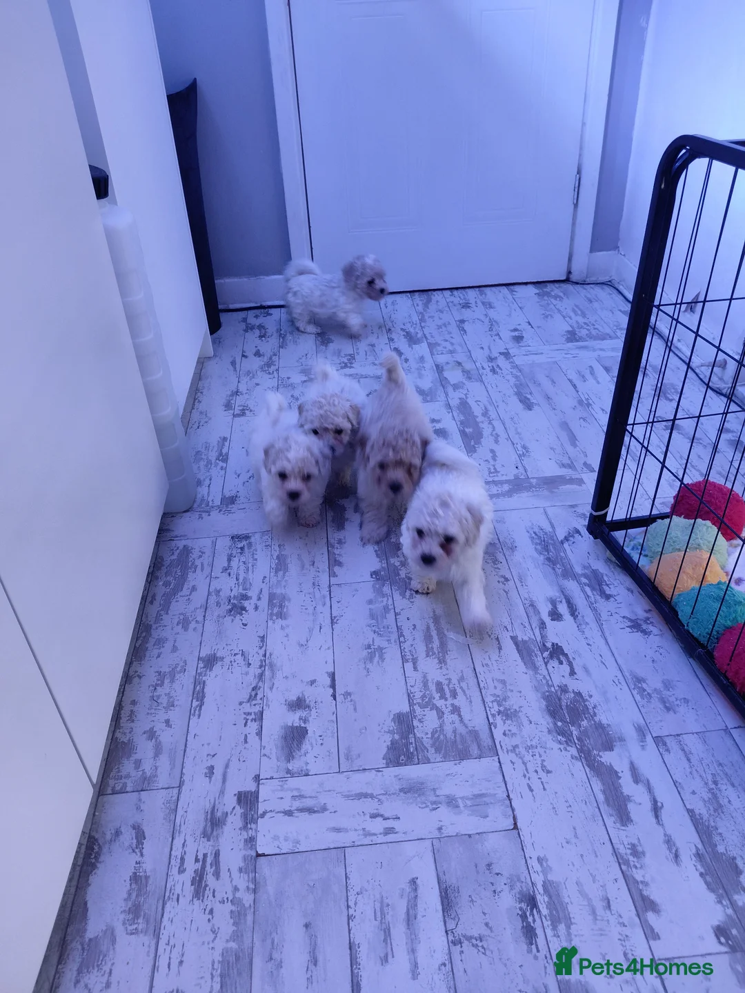 Poochon dogs for sale: Precious home bred Poochon puppies in Porthcawl - Advert 2