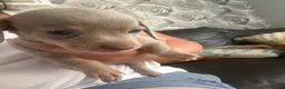 Miniature Dachshund dogs for sale: 3 beautiful Dacshund baby’s  - Advert 5