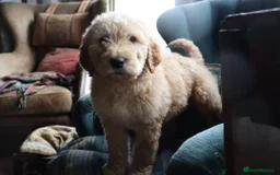 Labradoodle dogs for sale: F3 Labradoodle Puppies Licenced Breeder - Image 25