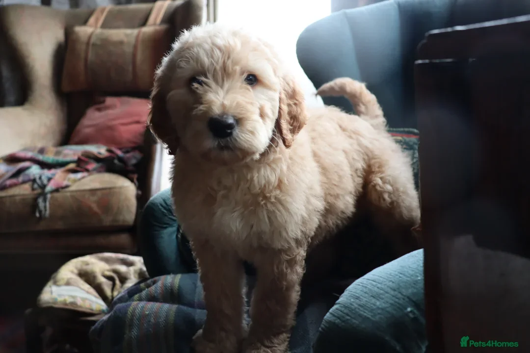 Labradoodle dogs for sale: F3 Labradoodle Puppies Licenced Breeder - Image 25