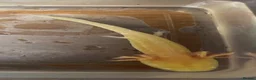 Axolotl reptiles for sale: Baby Axolotls  in Colchester - Advert 6