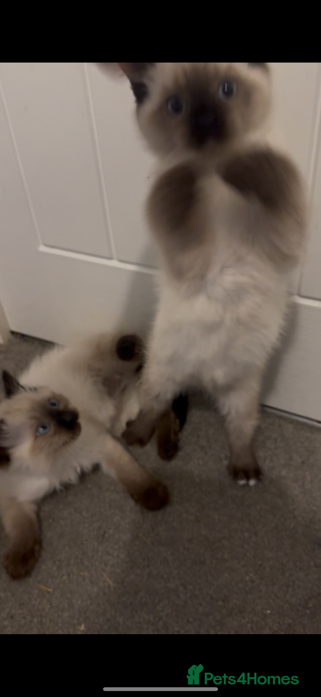 Ragdoll cats for sale: 9 weeks old!!! Gorgeous Ragdoll x kittens  - Advert 2