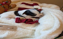 Biewer Terrier dogs for sale: Adorable Purebred Biewers  - Image 3