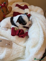 Biewer Terrier dogs - Advert 2