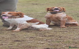 Brittany Spaniel dogs for sale: Brittany pups - Image 6
