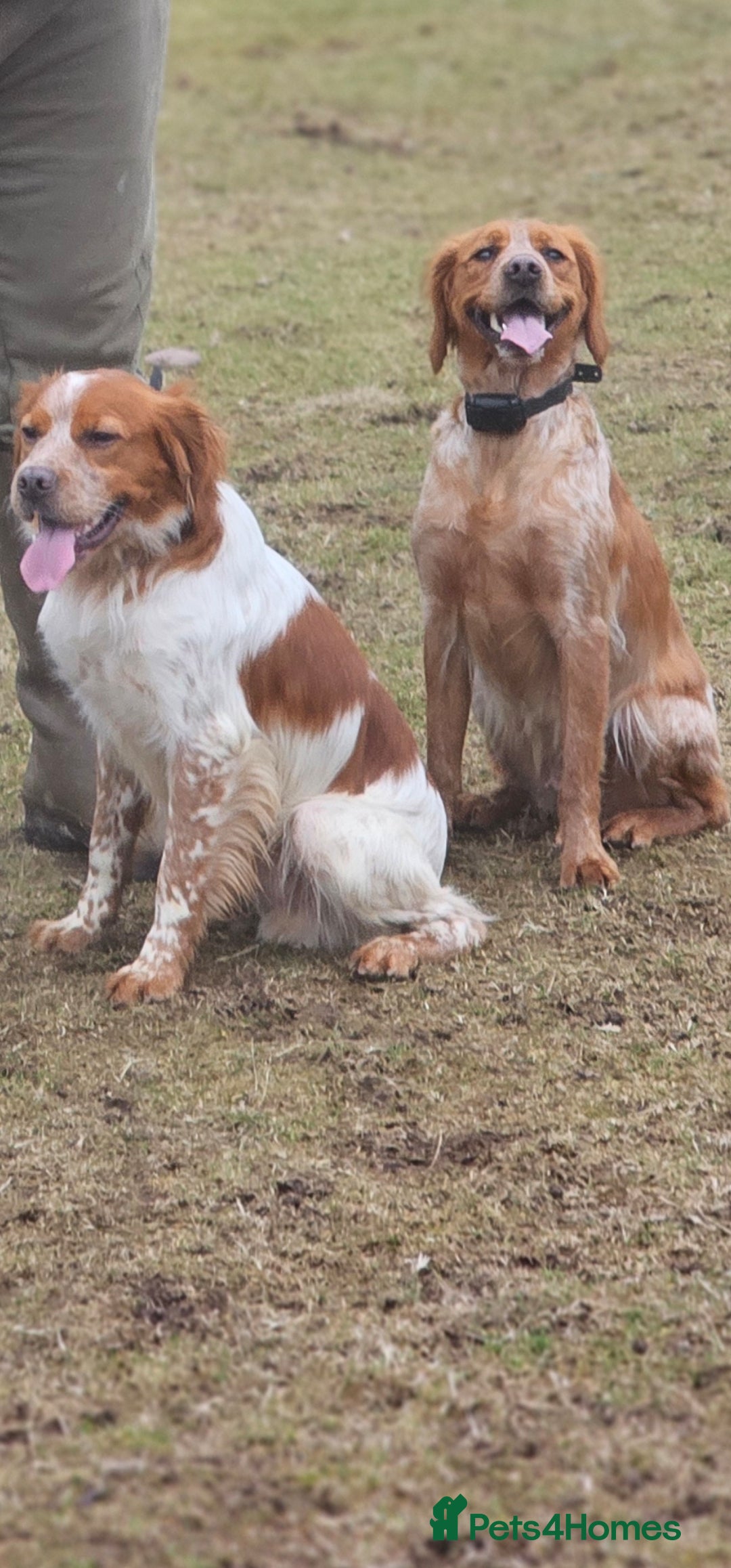 Brittany Spaniel dogs for sale: Brittany pups - Image 6