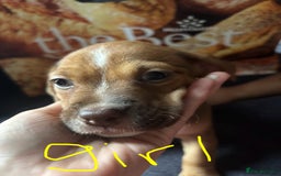 Mixed Breed dogs for sale: Puppies  - Image 8