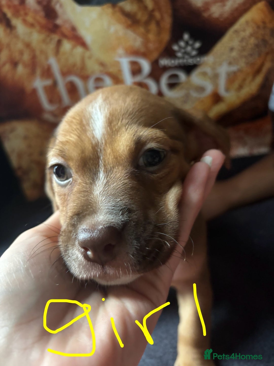 Mixed Breed dogs for sale: Puppies  - Image 8