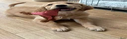 Golden Retriever dogs for sale: 10-Month-Old KC Registered Golden Retriever  - Advert 2