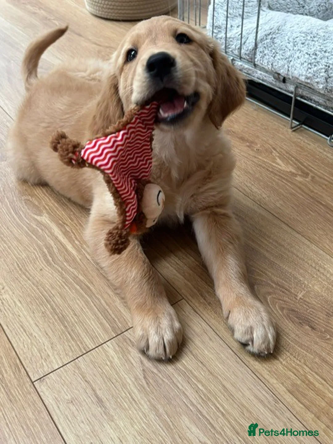 Golden Retriever dogs for sale: 10-Month-Old KC Registered Golden Retriever  - Advert 2