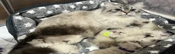 Siberian cats for sale: 💙💙Stunning GCCF Reg Siberian Babies💙💙 - Advert 13