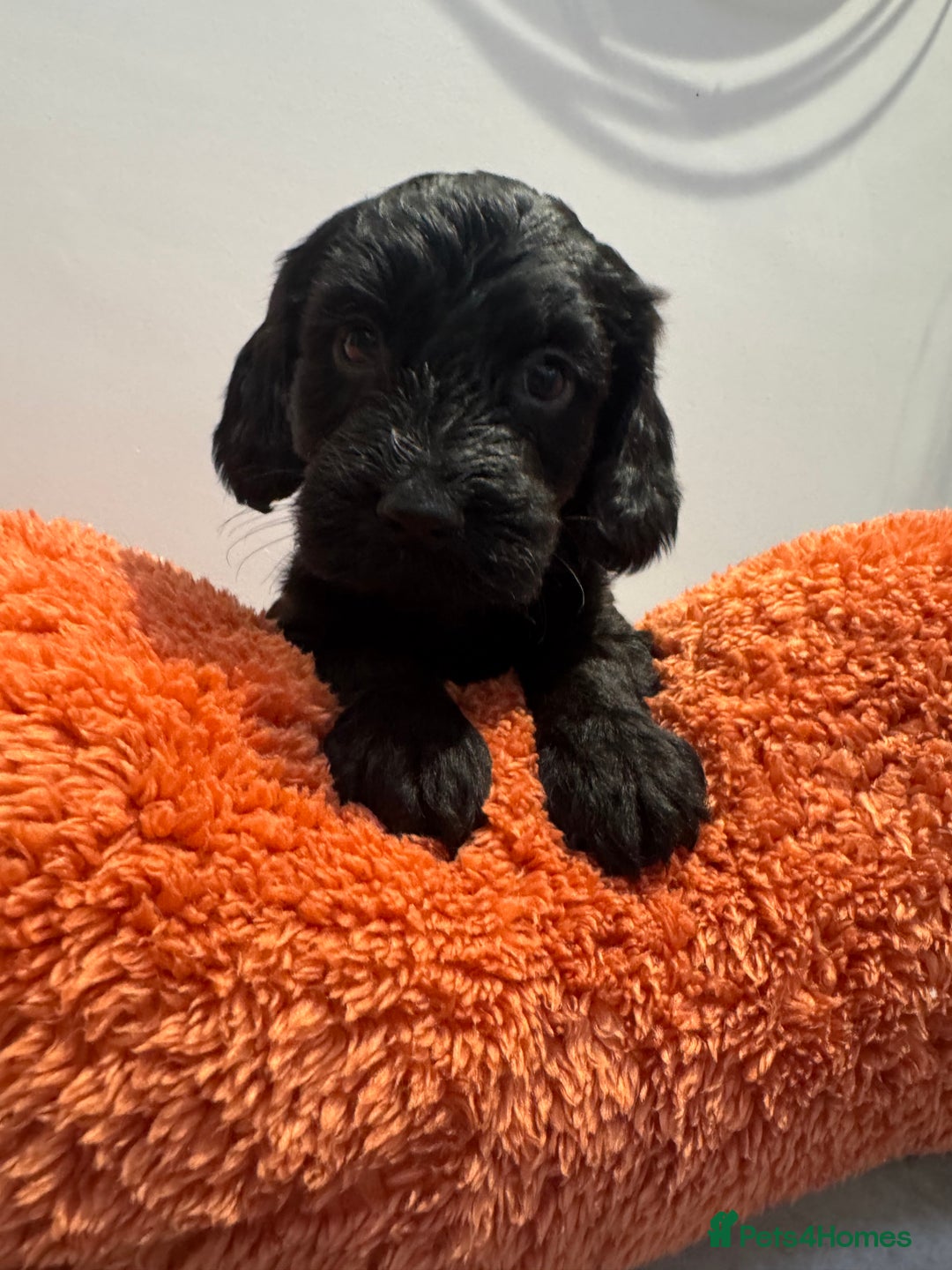 Cockapoo dogs for sale: Beautiful black F1B cockapoo boy ready next week  - Advert 11
