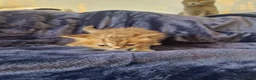 Scottish Fold cats for sale: Stunning Scottish fold straight kitten - Advert 10