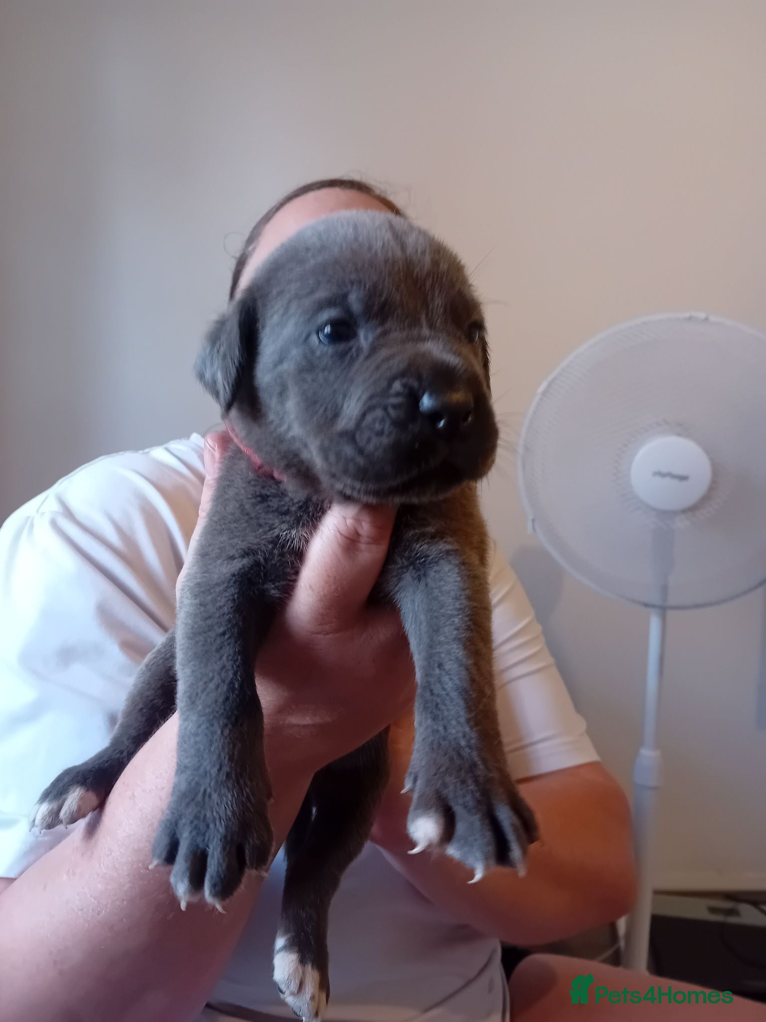 Cane Corso dogs Blue beautifull Cane Corso.  - Advert 2