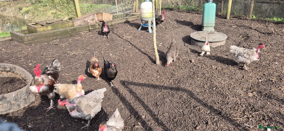 Chickens poultry for sale: Day old naked necks  in Alton - Advert 6