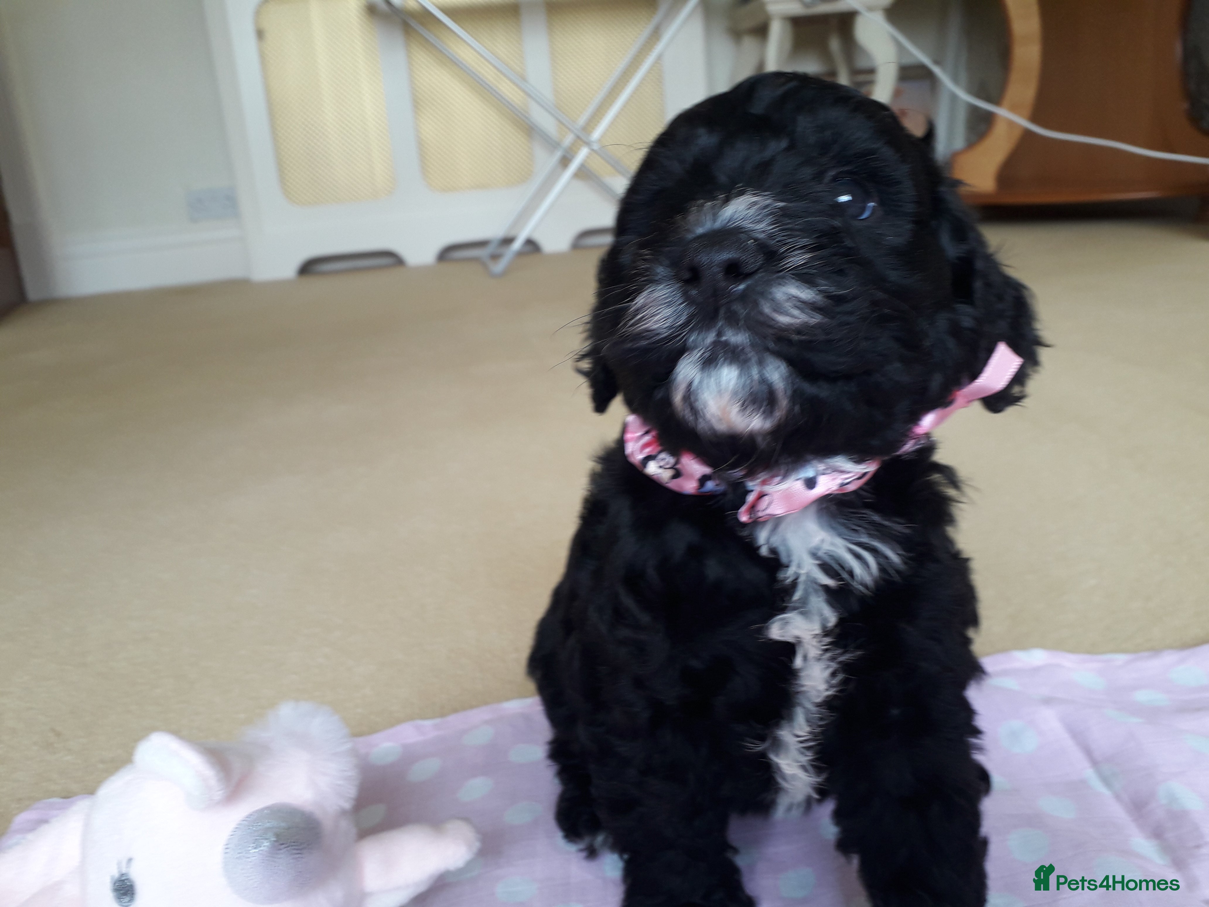 Cockapoo dogs Cockerpoo puppies. F1 5 boys 2 girls lemon /black  - Advert 2