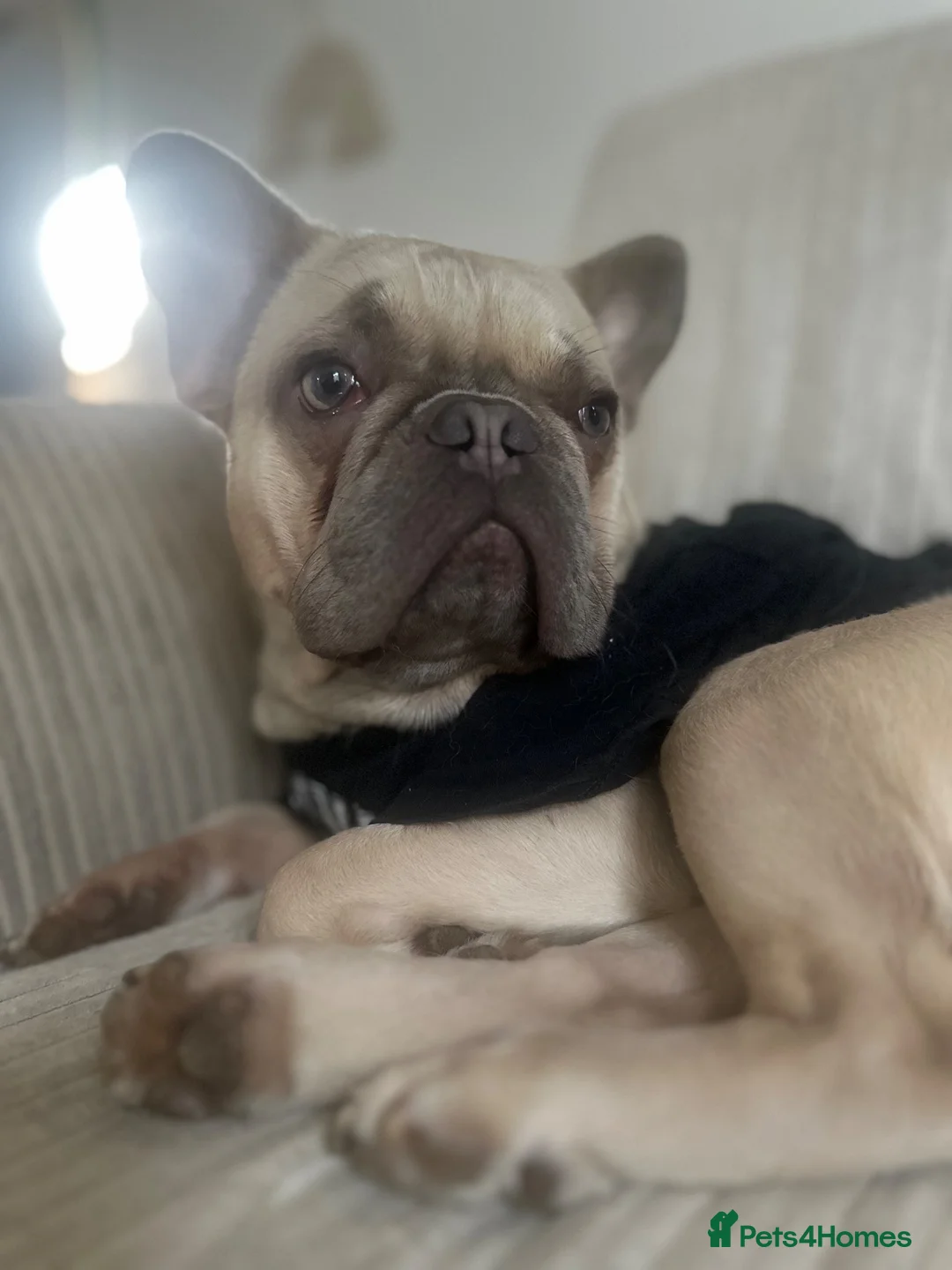 French Bulldog dogs for stud: Caesar  - Advert 7
