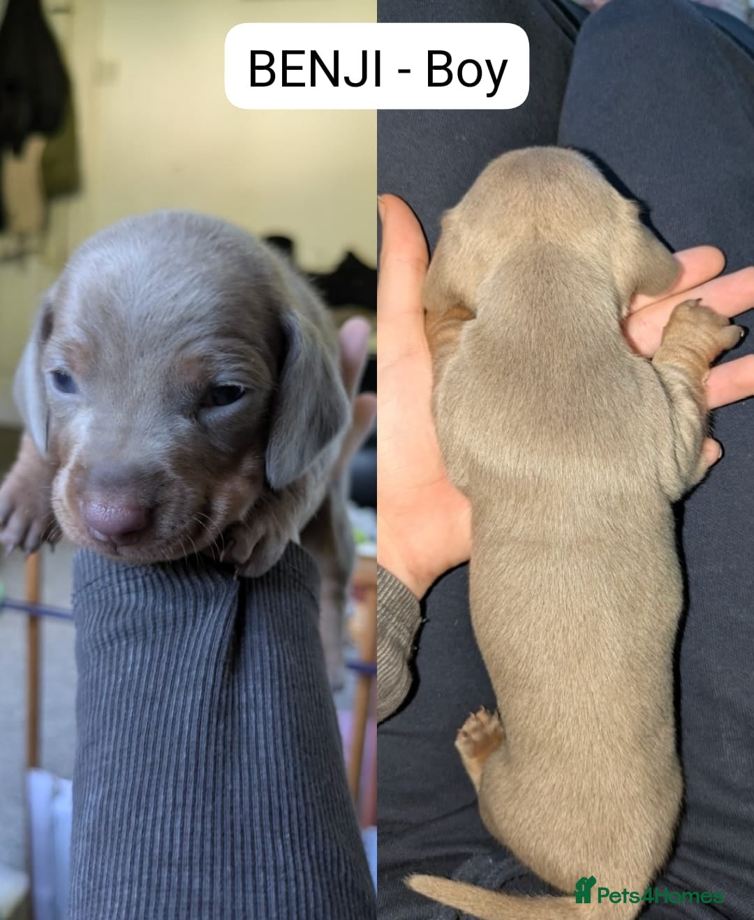 Miniature Dachshund dogs for sale: Mini dachshund’s puppies 8 weeks old - Advert 11