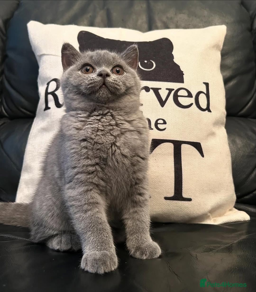 British Shorthair cats for sale: ⚡️🔥British 🔥shorthair kittens 😸  - Image 2