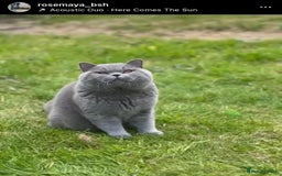 British Shorthair cats for sale: British short hair kittens for sale  - Image 10