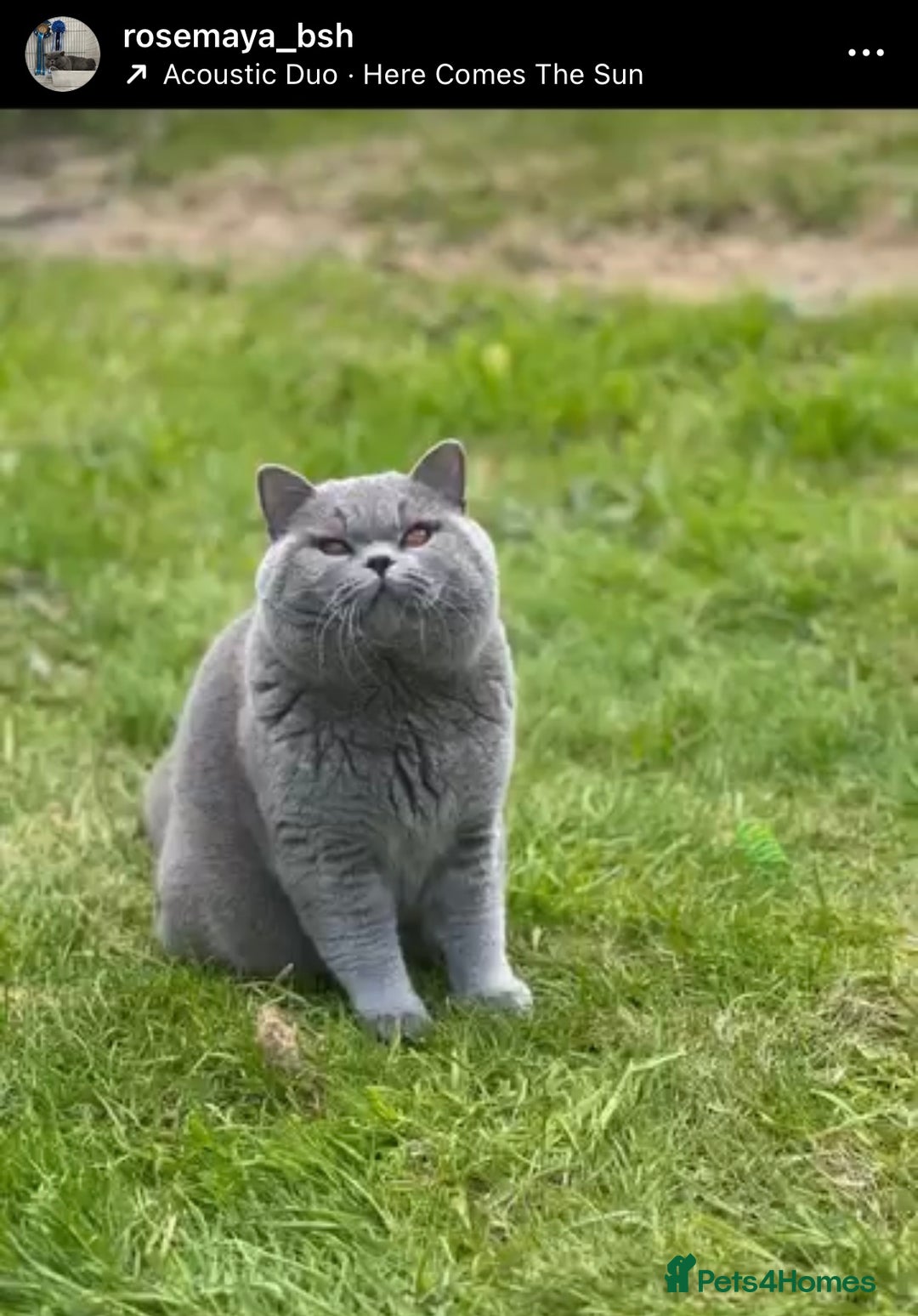 British Shorthair cats for sale: British short hair kittens for sale  - Image 10