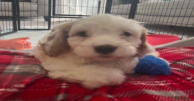 Cavapoo dogs - Advert 7
