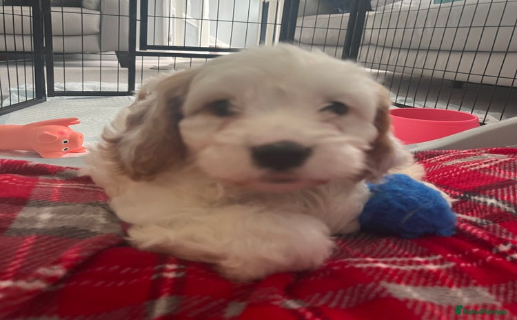 Cavapoo dogs - Advert 13