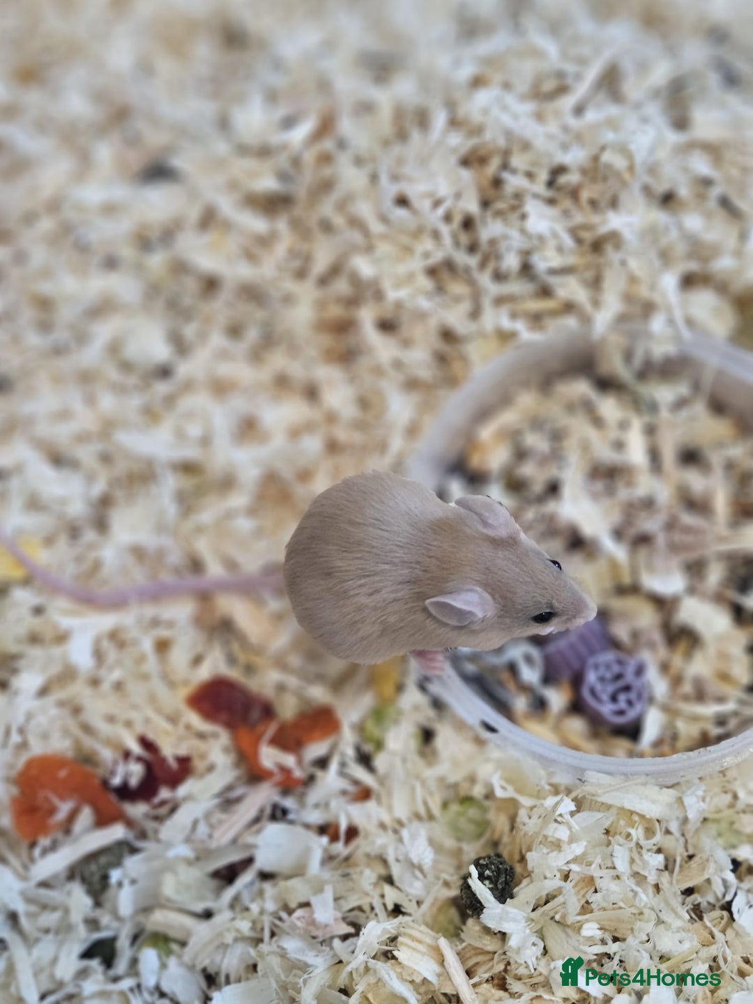 Mouse rodents for sale: Fancy mice  - Advert 15