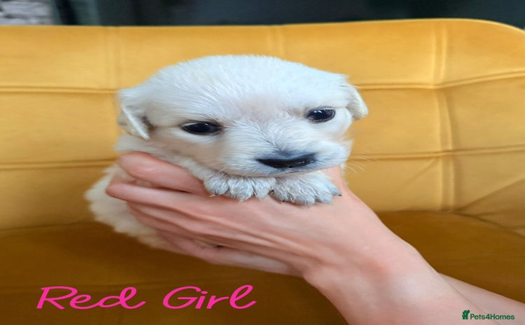 Golden Retriever dogs - Advert 6